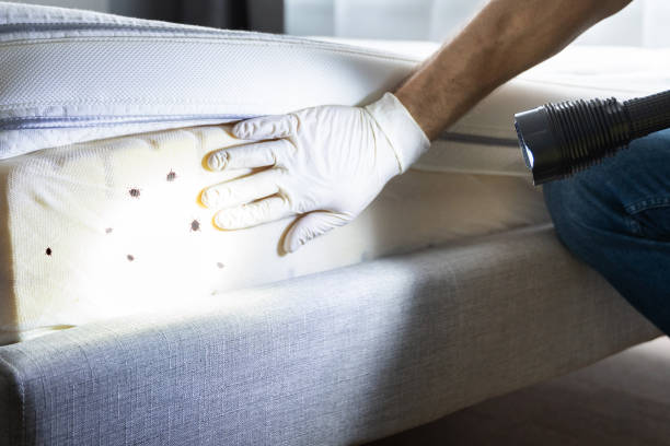 Best Cockroach Control Services  in Perry Park, CO