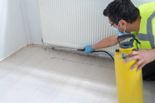 Best Ant Control Services  in Perry Park, CO